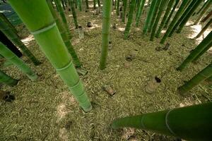 A green bamboo forest in spring sunny day looking down photo