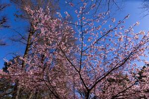 Kawazu cherry blossoms behind blue sky sunny day close up photo