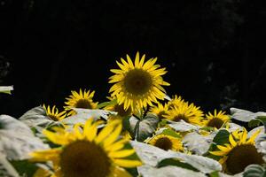 Sunflowers at the farm sunny day photo