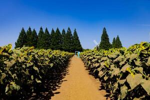 girasoles y ligero azul puerta a el granja soleado día foto