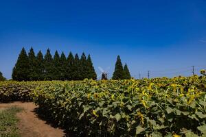 Sunflowers and windmill and green trees at the farm sunny day wide shot photo