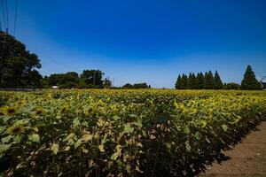 Sunflowers and windmill and green trees at the farm sunny day wide shot photo