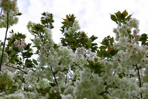 ukón Cereza flores balanceo en el viento nublado día telefotográfico Disparo foto