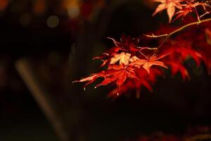 An illuminated red leaves at the traditional garden at night in autumn close up photo