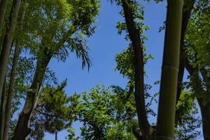verde bambú hojas en japonés bosque en primavera soleado día foto