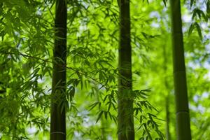 verde bambú hojas en japonés bosque en primavera soleado día foto