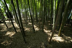 A green bamboo forest in spring sunny day looking down photo