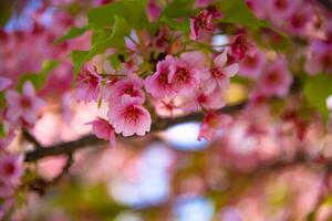 Kawazu cherry blossoms in spring season close up photo