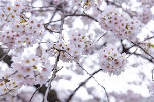 Cherry blossom at the park cloudy day photo