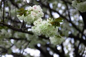 ukón Cereza flores balanceo en el viento nublado día de cerca foto