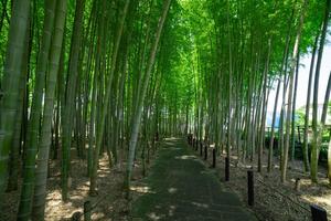 un verde bambú bosque en primavera soleado día amplio Disparo foto