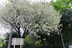 Ukon Cherry flowers swaying in the wind cloudy day wide shot photo