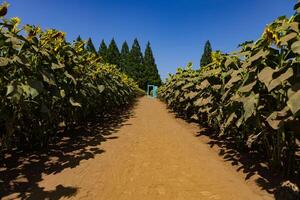 girasoles y ligero azul puerta a el granja soleado día foto