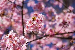 Kawazu cherry blossoms behind blue sky sunny day close up photo