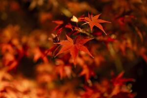 An illuminated red leaves at the traditional garden at night in autumn close up photo