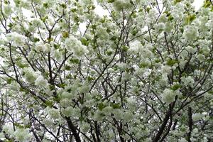 Ukon Cherry flowers swaying in the wind cloudy day photo