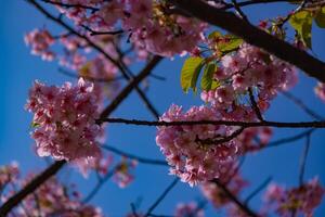 Kawazu cherry blossoms in full bloom at the park close up handheld photo