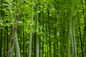 Green bamboo leaves in Japanese forest in spring sunny day photo