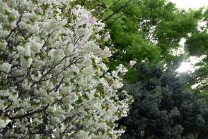 ukón Cereza flores balanceo en el viento nublado día foto