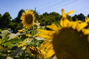 girasoles a el granja soleado día foto