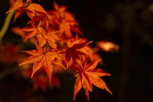 An illuminated red leaves at the traditional garden at night in autumn close up photo