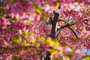 Kawazu cherry blossoms in spring season photo