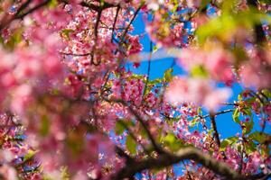 Kawazu cherry blossoms in spring season photo