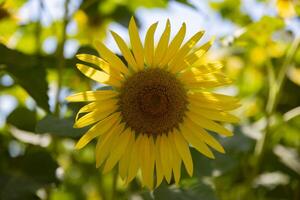 girasoles a el granja soleado día cerca arriba foto