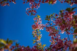 Kawazu cherry blossoms in spring season photo