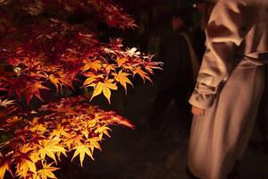 An illuminated red leaves at the traditional garden at night in autumn close up photo
