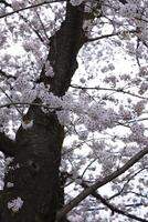 Cherry blossom at the park cloudy day photo