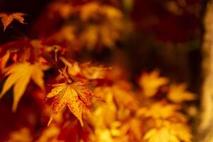 An illuminated red leaves at the traditional garden at night in autumn close up photo