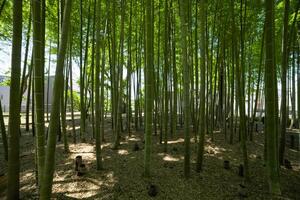 A green bamboo forest in spring sunny day photo