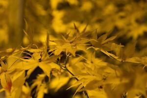 An illuminated yellow leaves at the traditional garden at night in autumn close up photo