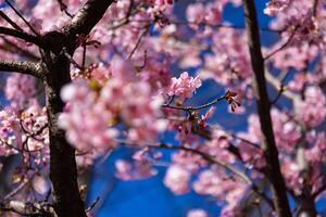 kawazu Cereza flores detrás azul cielo soleado día cerca arriba foto