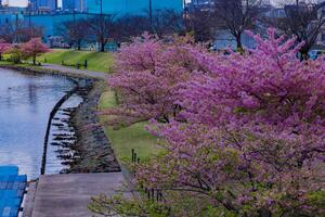 kawazu Cereza flores en lleno floración a el parque amplio Disparo foto