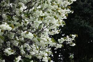 Ukon Cherry flowers swaying in the wind cloudy day photo