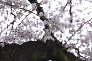 Cherry blossom at the park cloudy day photo