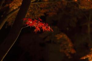 An illuminated red leaves at the traditional garden at night in autumn close up photo