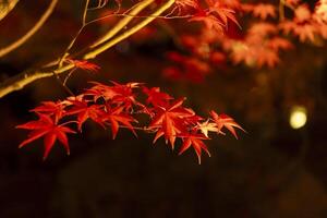 un iluminado rojo hojas a el tradicional jardín a noche en otoño cerca arriba foto