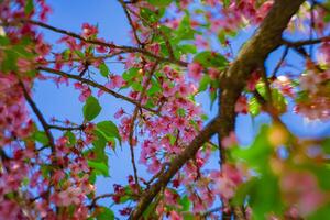 Kawazu cherry blossoms swirly blur in spring season close up photo