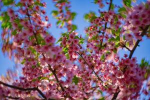 Kawazu cherry blossoms swirly blur in spring season close up photo