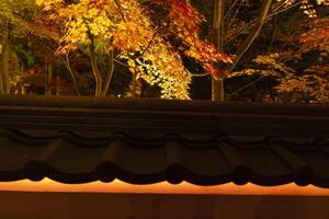 An illuminated red leaves at the traditional garden at night in autumn wide shot photo