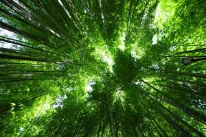 un verde bambú bosque en primavera soleado día amplio y parte superior Disparo foto