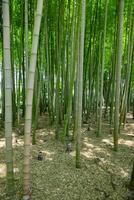 un verde bambú bosque en primavera soleado día foto