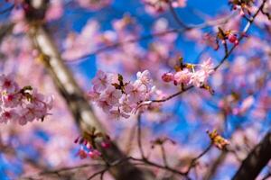 Kawazu cherry blossoms behind blue sky sunny day close up photo