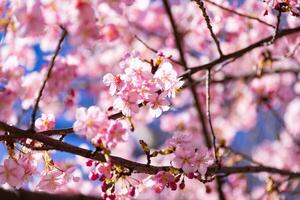 Kawazu cherry blossoms behind blue sky sunny day close up photo