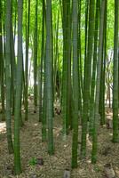 A green bamboo forest in spring sunny day photo