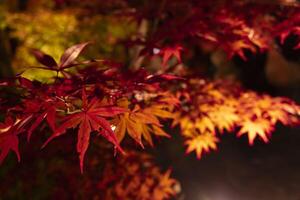 An illuminated red leaves at the traditional garden at night in autumn close up photo