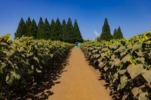 girasoles y ligero azul puerta a el granja soleado día foto